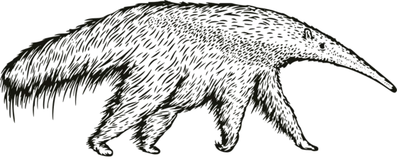 Anteater